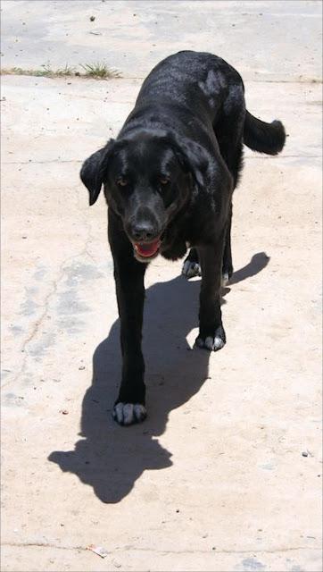 CATIRA, una grandullona bonachona.