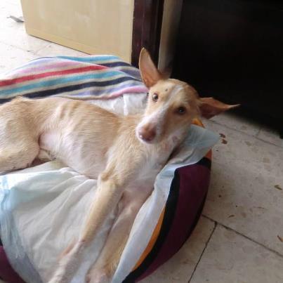 Foto: RON:  Este pequeño es Ron, con él hemos vivido, una vez más, la crueldad del ser humano.   Ron fue atropellado y abandonado en mitad de la carretera, no lo auxiliaron, lo dejaron a su suerte, inmovilizado y muerto de miedo y dolor. Por suerte una compañera paso por alli, lo vio e inmediatamente lo llevo al veterinario. Nos confirmaron lo que temíamos, ¡tenia la columna partida! Es imposible imaginar el dolor por el que ha tenido que pasar este pequeño.   Ya ha sido operado y ahora está recuperándose en una casa de acogida. Pero todavía es pronto para saber si podrá volver a andar. Nosotros no perdemos la esperanza, él tiene sensibilidad en ambas patas y puede hacer sus necesidades sin ayuda, pero los veterinarios no pueden garantizarnos que todo salga bien, pues ha pasado por una operación muy complicada.  Necesitamos ayuda para sus gastos, son muchos los casos urgentes que estamos atendiendo y no podemos más. Esto es verdaderamente agotador... pero no podemos retirarnos, porque Ron nos necesita: TE NECESITA.  VIDEO: https://www.youtube.com/watch?v=xeA8Ep99NMQ  Si puedes ayudar a Ron escríbenos: elarcadenoecordoba@gmail.com    Arca Noe Cordoba  BBK CAJASUR: 0237 0197 10 9156197772 LA CAIXA: 2100 3745 96 2200047206 CONCEPTO: AYUDA RON