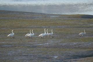 Por la ría de Villaviciosa