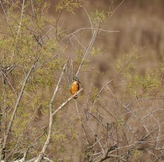 Por la ría de Villaviciosa