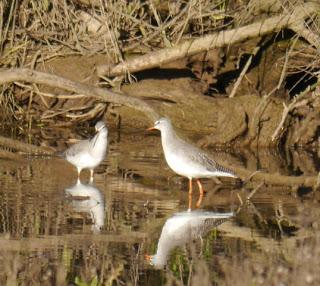Por la ría de Villaviciosa