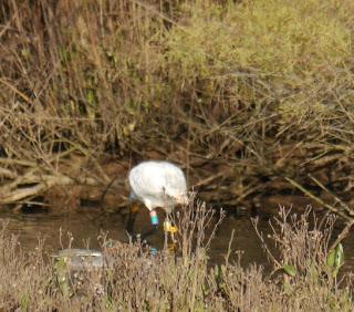 Por la ría de Villaviciosa