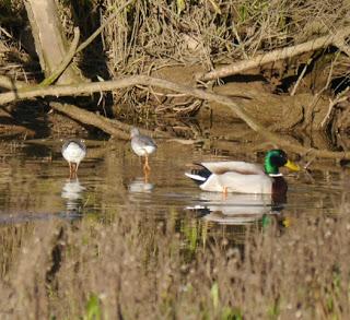 Por la ría de Villaviciosa