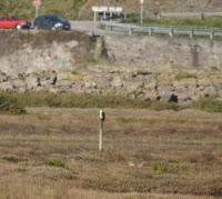 Por la ría de Villaviciosa