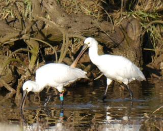 Por la ría de Villaviciosa