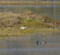 Por la ría de Villaviciosa
