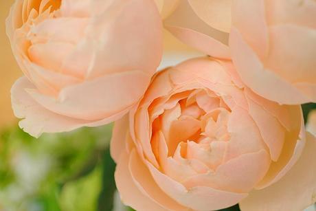 Nikkor 18.5mm f/1.8-nikon-nikon 1-nueva nikon-lente nikon-lente Nikkor 18.5mm f/1.8-imágenes de prueba Nikkor 18.5mm 