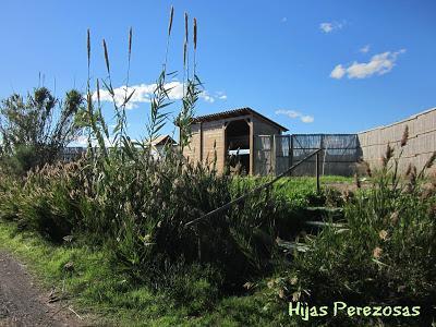 Desafío perezoso... La marjal dels Moros