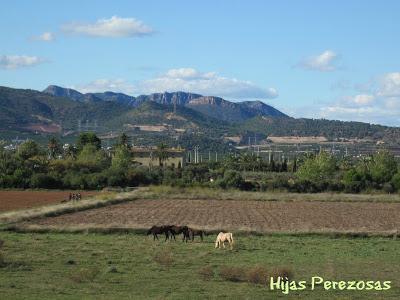 Desafío perezoso... La marjal dels Moros