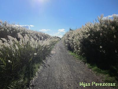 Desafío perezoso... La marjal dels Moros
