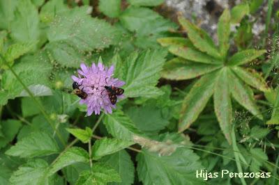 Cuaderno de viaje... Aigüestortes