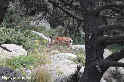 Cuaderno de viaje... Aigüestortes