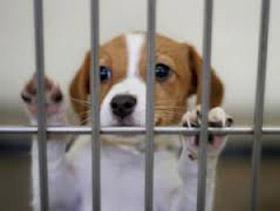 ¿Regalar un perro? ¡Sí! Algunos consejos prácticos