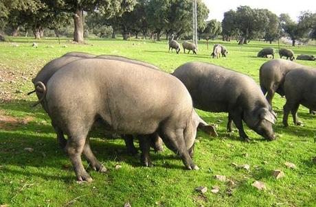 DSCN0559 Auténticos maestros …Jamoneros