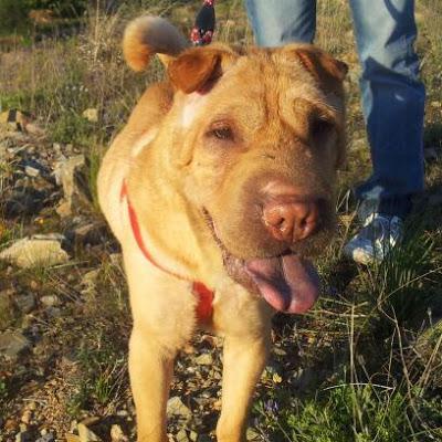 NOVEDADES DE ZOR....SHAR PEÍ EN ADOPCIÓN. (MURCIA‏)