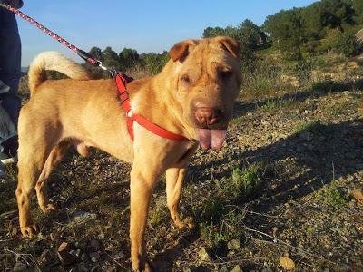 NOVEDADES DE ZOR....SHAR PEÍ EN ADOPCIÓN. (MURCIA‏)