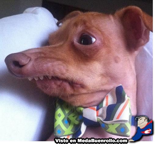 fotos risa perro graciosos