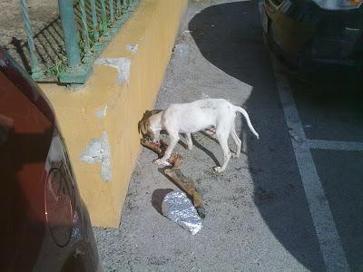 Budy, cachorro 5 meses, le han puesto cama con cartones en la calle de Brenes (Sevilla) MADRINA, ACOGIDA O ADOPCIÓN URGENTE!!
