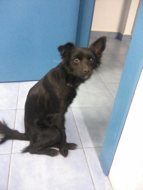 Neo, atropellado, se le está produciendo lesión de columna, ayuda para la operación. (Murcia)