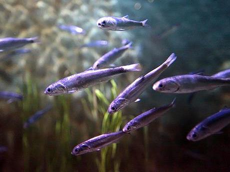 Un grupo de científicos halló que la piel de las sardinas y de los arenques evolucionó de modo tal que les permite volverse no visibles frente a los depredadores 