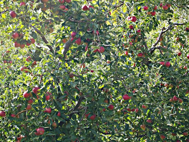 La tranquila belleza del Lago Prespa
