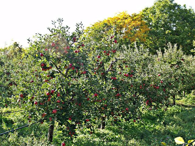 La tranquila belleza del Lago Prespa