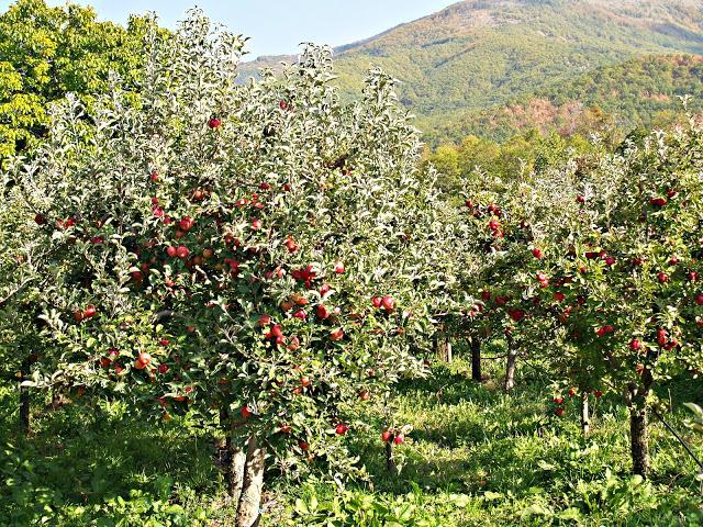 La tranquila belleza del Lago Prespa