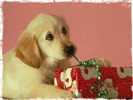 Mascotas felices en navidad