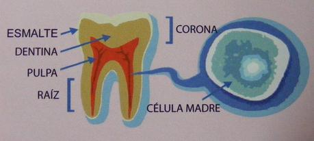 Células madre adultas pluripotentes: ¿la piedra filosofal de las células madre?