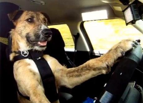 Meet Porter. The World's First Driving Dog. 