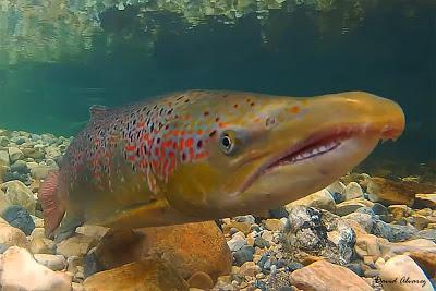 La increíble transformación del Salmón