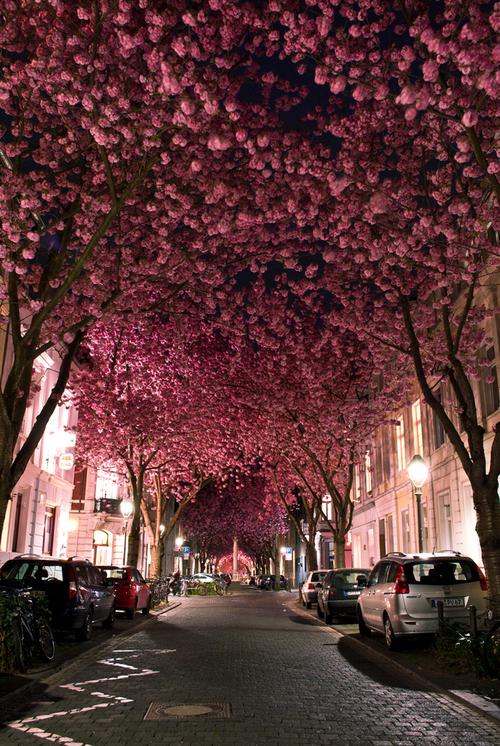 landscapelifescape:  Bonn, Germany Cherry Blossom Avenue by...