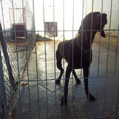 Foto: Braco en la perrera de Albacete    DATOS DEL ANIMAL  NOMBRE TOY  Nº MICROCHIP(SI LO TIENE)  RAZA Braco   PELO Corto  COLOR Marrón oscuro  EDAD APROX.  SEXO Macho  PROCEDENCIA (ABANDONADO, RECOGIDO,…) Recogido por la policía y llevado a la perrera.  CARÁCTER/CONDUCTA Muy asustadizo los primeros días, pero va ganando confianza. Le encanta jugar. Es un perro muy activo.  Contacto : emavelasco@hotmail.com