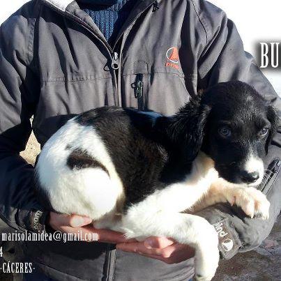 Foto: BUBU ---------------- fecha entrada: 24-11-12 fecha nacimiento: 01-10-12 raza: cruce breton?? tamaño: mediano carácter: de cachorro, muy mimoso   CONTACTO: marisolamidea@gmail.com 661.54.91.24 MIAJADAS -CÁCERES-