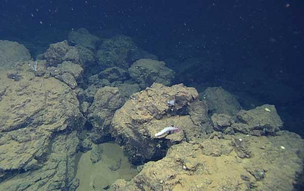 domo del volcán submarino en Alarcón Rise