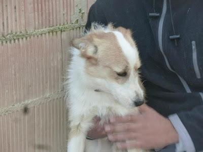 PERRITO QUE SACRIFICAN EL MARTES, URGENTE ENCONTRARLE HOGAR¡¡