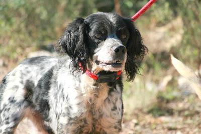 Muy urgente!! CUCO, bretón viejito, muchos meses en la perrera. (Valencia)