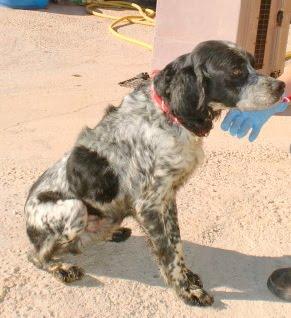 Muy urgente!! CUCO, bretón viejito, muchos meses en la perrera. (Valencia)