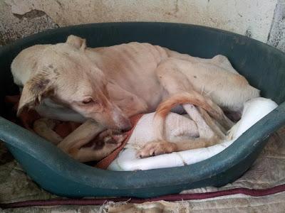 Lima, otra galga en los huesos. (Sevilla)