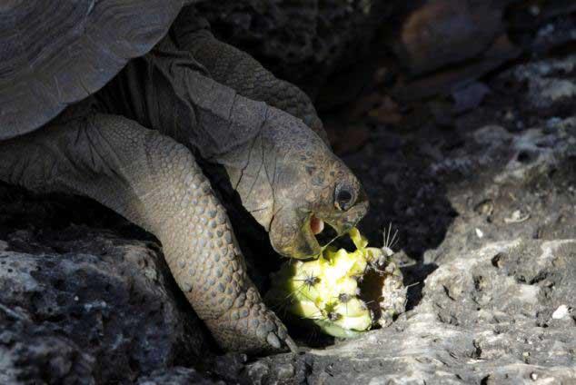 tortuga gigante de las islas Galápagos