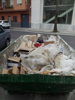 Perrito en Benisanó buscando comida en los contenedores. (Valencia)