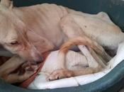 Lima, pellejo, huesos gran corazón