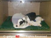 Careta galgueros capaces hacer