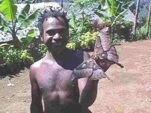 ¿Cuál es la mariposa más grande?