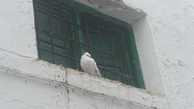 Paseo por el silencio...