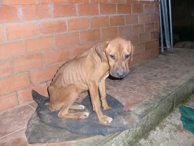 CACHORRA MUERTA EN VIDA. URGENTE UNA ASOCIACIÓN QUE LA RECOJA. PUEBLO DE SEVILLA