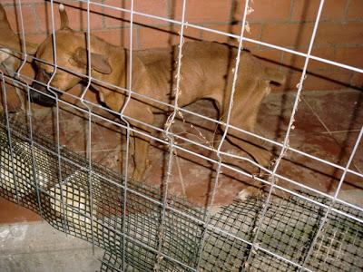 CACHORRA MUERTA EN VIDA. URGENTE UNA ASOCIACIÓN QUE LA RECOJA. PUEBLO DE SEVILLA