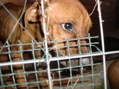 CACHORRA MUERTA EN VIDA. URGENTE UNA ASOCIACIÓN QUE LA RECOJA. PUEBLO DE SEVILLA