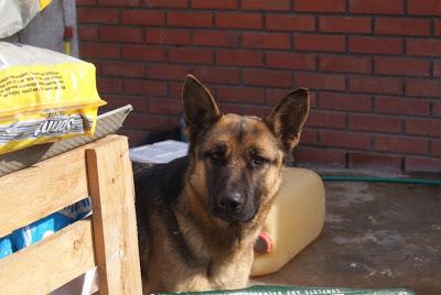 LAIKA, PASTOR ALEMÁN EN LA PERRERA DE CUENCA EN ENERO PUEDE SER SACRIFICADA.