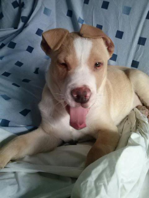 CANIJO, cachorrito de dos meses y medio de tamaño mediano - Madrid - URGENTE!!!